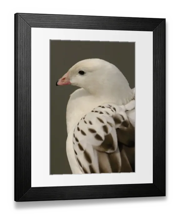 Framed Print : Europe, England Framed Print : Europe, England