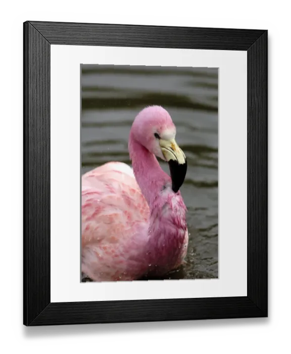 Framed Print : A captive photo of a Andean Flamingo (Phoenicoparrus andinus), Slimbridge Wildfowl Framed Print : A captive photo of a Andean Flamingo (Phoenicoparrus andinus), Slimbridge Wildfowl