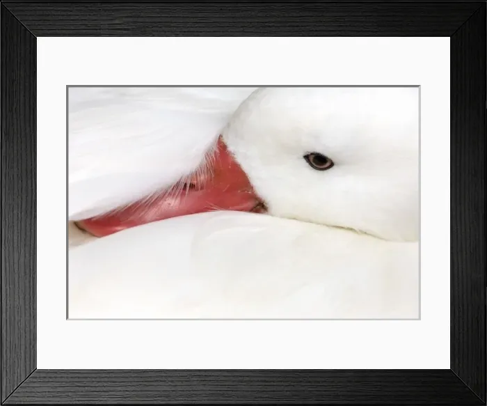 Framed Print : Snow Goose (Chen caerulescens), captive in Slimbridge Wildfowl and Wetlands Trust Framed Print : Snow Goose (Chen caerulescens), captive in Slimbridge Wildfowl and Wetlands Trust