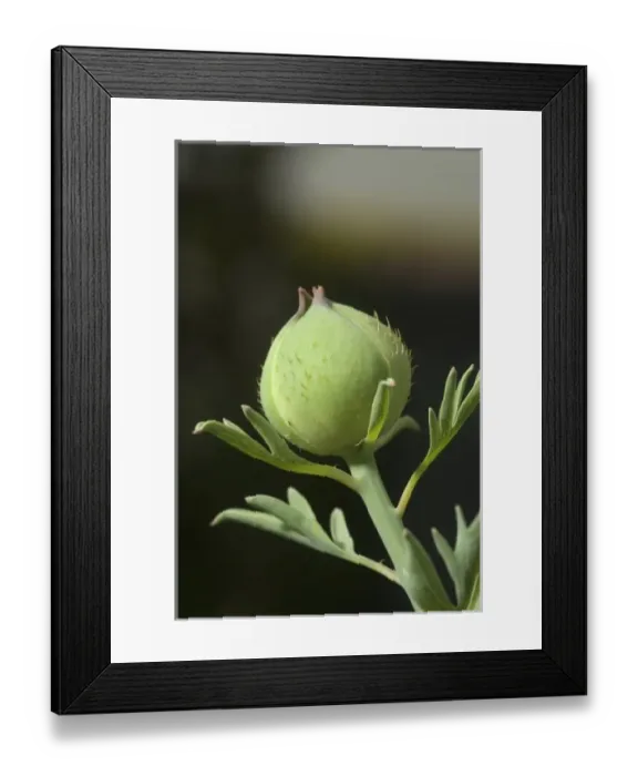 Framed Print : Europe, England Framed Print : Europe, England