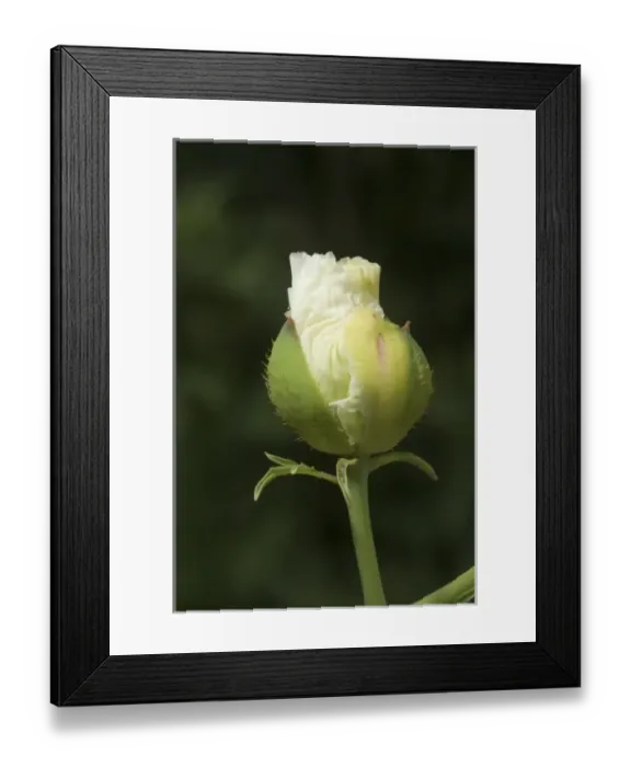 Framed Print : A bud of the californian tree poppy ready to burst open Framed Print : A bud of the californian tree poppy ready to burst open