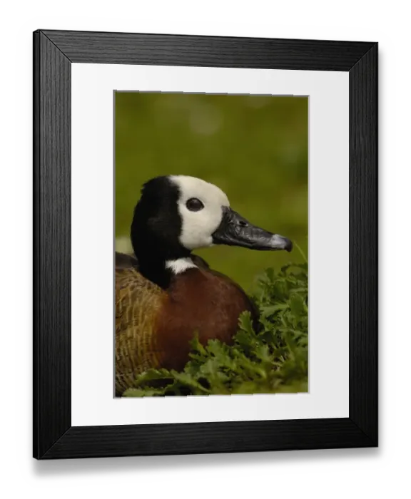 Framed Print : White-faced Whistling Duck (Dendrocygna viduata), captive in Slimbridge Wildfowl and Wetlands Trust Framed Print : White-faced Whistling Duck (Dendrocygna viduata), captive in Slimbridge Wildfowl and Wetlands Trust