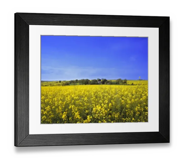 Framed Print : Europe, England, Honiton. Rape, similar to canola, fill the pastures with yellow Framed Print : Europe, England, Honiton. Rape, similar to canola, fill the pastures with yellow