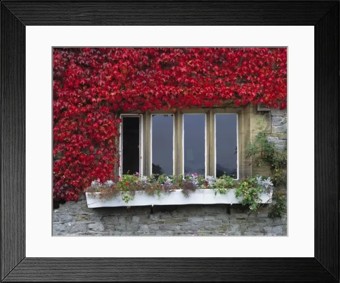 Framed Print : Europe, England, Malham. Crimson-leaved ivy adorns a Malham window, in Yorkshire Dales NP, England