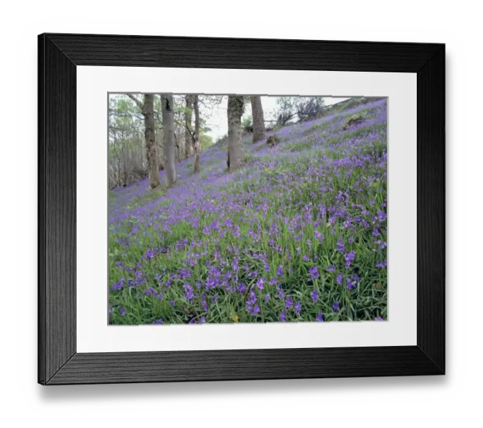 Framed Print : Europe, England, Exmoor NP. Bluebells fill the hillside in Exmoor NP, Somerset, England