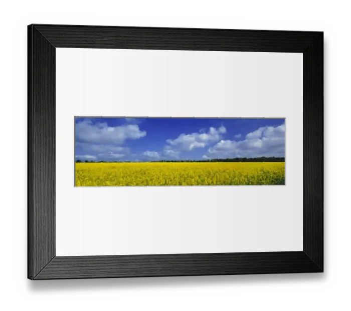 Framed Print : Europe, England, Fovant. A sweeping field of brilliant yellow rapeseed (also known Framed Print : Europe, England, Fovant. A sweeping field of brilliant yellow rapeseed (also known