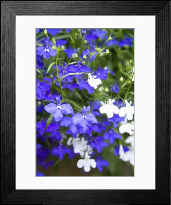Framed Print : Blue and white flowers at the famous castle in Scotland called the Cawdor Castle Framed Print : Blue and white flowers at the famous castle in Scotland called the Cawdor Castle