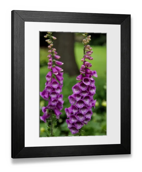 Framed Print : Europe, Scotland, Edinburgh. Palace of Holyrood House (aka Holyroodhouse) Royal Garden, foxglove Framed Print : Europe, Scotland, Edinburgh. Palace of Holyrood House (aka Holyroodhouse) Royal Garden, foxglove