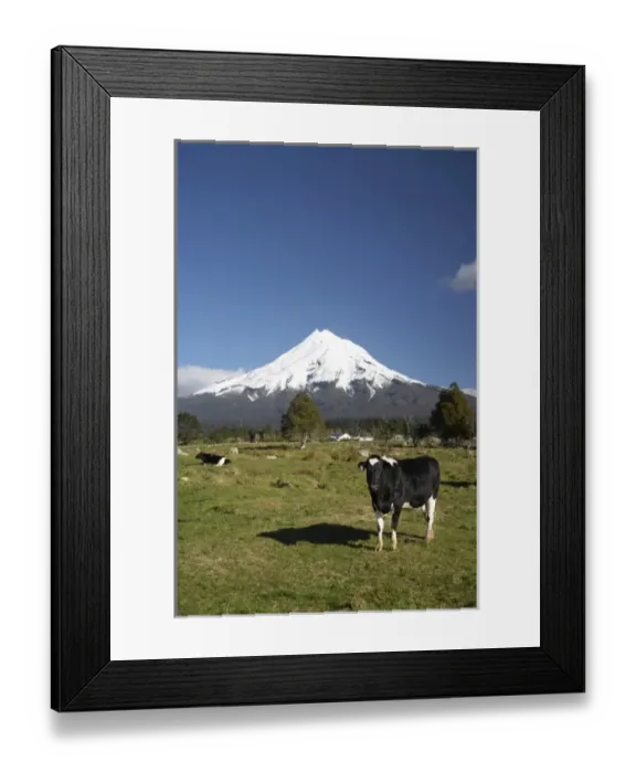 Framed Print : Dairy Cows, Farmland near Inglewood, and Mt Taranaki / Mt Egmont, Taranaki, North Island Framed Print : Dairy Cows, Farmland near Inglewood, and Mt Taranaki / Mt Egmont, Taranaki, North Island