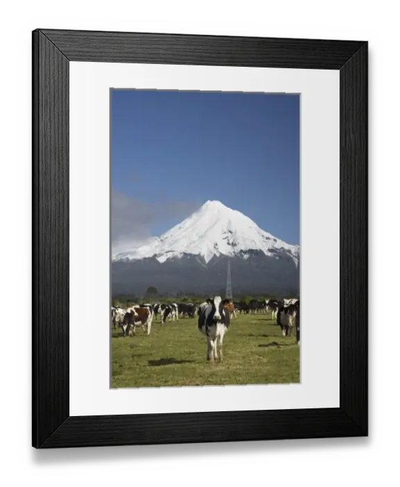 Framed Print : Dairy Cows, Farmland near Inglewood, and Mt Taranaki / Mt Egmont, Taranaki, North Island Framed Print : Dairy Cows, Farmland near Inglewood, and Mt Taranaki / Mt Egmont, Taranaki, North Island