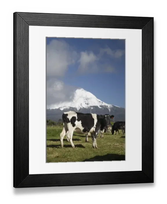 Framed Print : Dairy Cows, Farmland near Inglewood, and Mt Taranaki / Mt Egmont, Taranaki, North Island Framed Print : Dairy Cows, Farmland near Inglewood, and Mt Taranaki / Mt Egmont, Taranaki, North Island