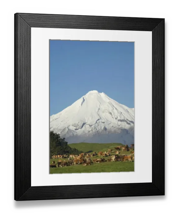 Framed Print : Dairy Cows and Farmland near Okato, and Mt Taranaki / Mt Egmont, Taranaki, North Island Framed Print : Dairy Cows and Farmland near Okato, and Mt Taranaki / Mt Egmont, Taranaki, North Island