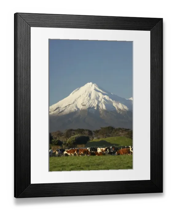 Framed Print : Dairy Cows and Farmland near Opunake, and Mt Taranaki / Mt Egmont, Taranaki, North Island Framed Print : Dairy Cows and Farmland near Opunake, and Mt Taranaki / Mt Egmont, Taranaki, North Island