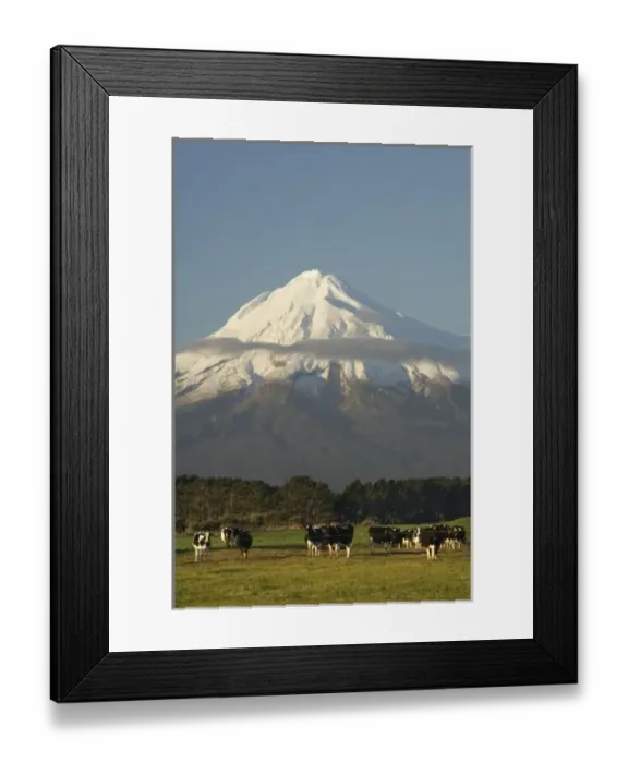 Framed Print : Dairy Cows and Farmland near Opunake, and Mt Taranaki / Mt Egmont, Taranaki, North Island Framed Print : Dairy Cows and Farmland near Opunake, and Mt Taranaki / Mt Egmont, Taranaki, North Island
