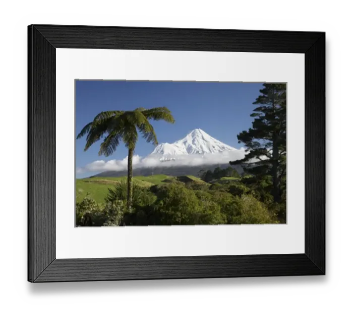 Framed Print : Punga (tree fern) and Farmland near Stratford and Mt Taranaki / Mt Egmont, Taranaki Framed Print : Punga (tree fern) and Farmland near Stratford and Mt Taranaki / Mt Egmont, Taranaki