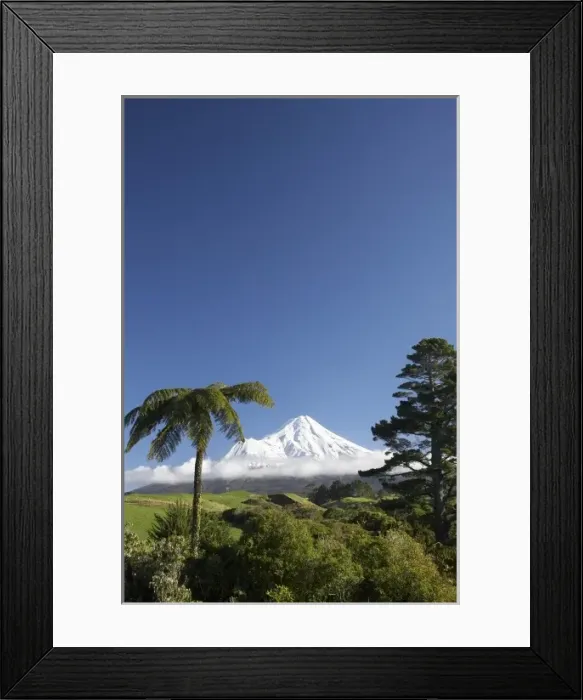 Framed Print : Punga (tree fern) and Farmland near Stratford and Mt Taranaki  /  Mt Egmont, Taranaki
