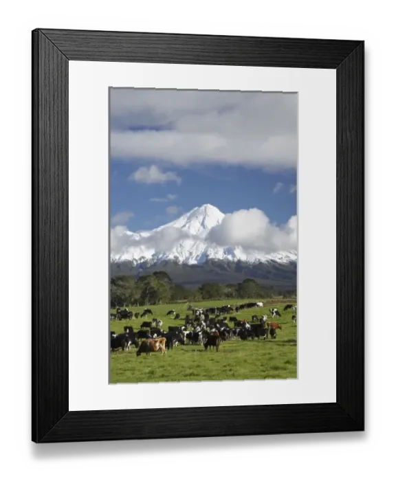 Framed Print : Dairy Cows and Farmland near Stratford and Mt Taranaki  /  Mt Egmont, Taranaki, North Island