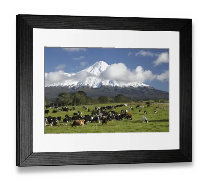 Framed Print : Dairy Cows and Farmland near Stratford and Mt Taranaki / Mt Egmont, Taranaki, North Island Framed Print : Dairy Cows and Farmland near Stratford and Mt Taranaki / Mt Egmont, Taranaki, North Island