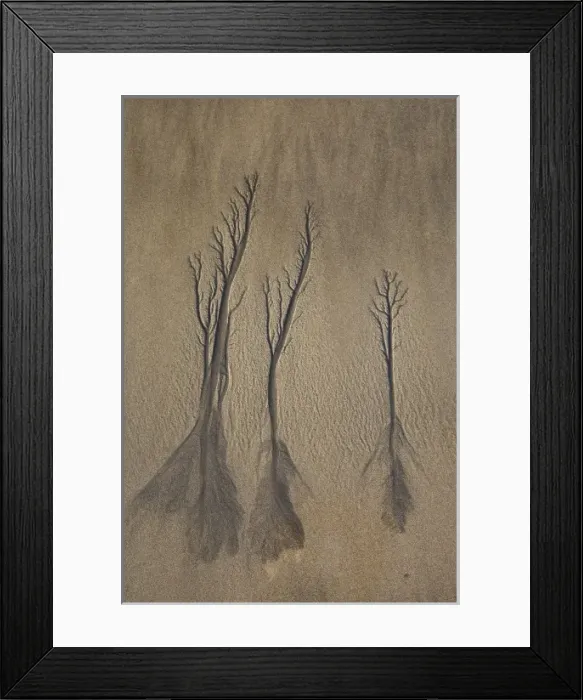 Framed Print : Sand Trees, Beach, New Plymouth, Taranaki, North Island, New Zealand