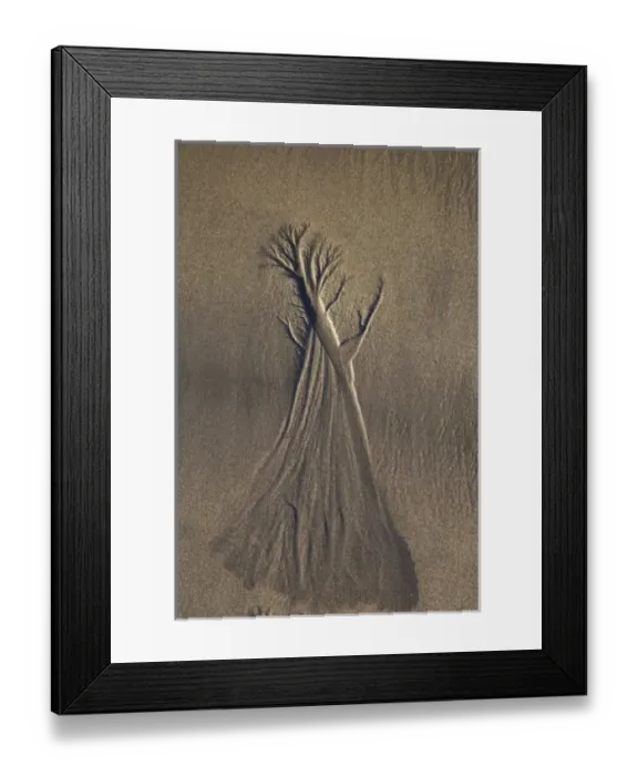 Framed Print : Sand Tree, Beach, New Plymouth, Taranaki, North Island, New Zealand Framed Print : Sand Tree, Beach, New Plymouth, Taranaki, North Island, New Zealand
