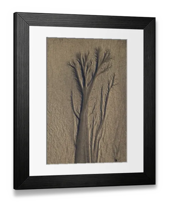 Framed Print : Sand Tree, Beach, New Plymouth, Taranaki, North Island, New Zealand Framed Print : Sand Tree, Beach, New Plymouth, Taranaki, North Island, New Zealand