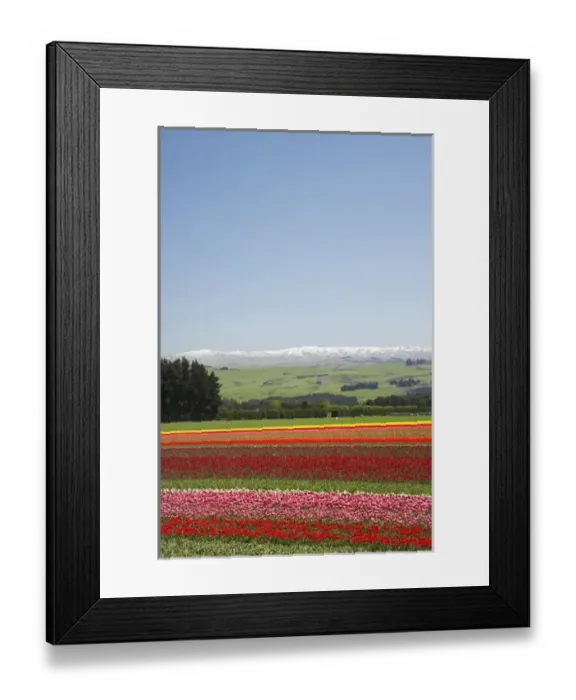 Framed Print : Tulip Fields, near Tapanui, West Otago, South Island, New Zealand