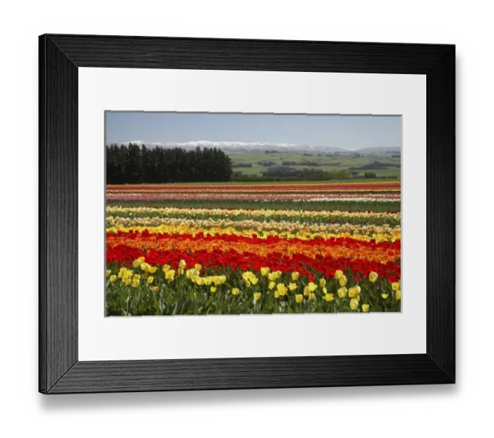 Framed Print : Tulip Fields, near Tapanui, West Otago, South Island, New Zealand