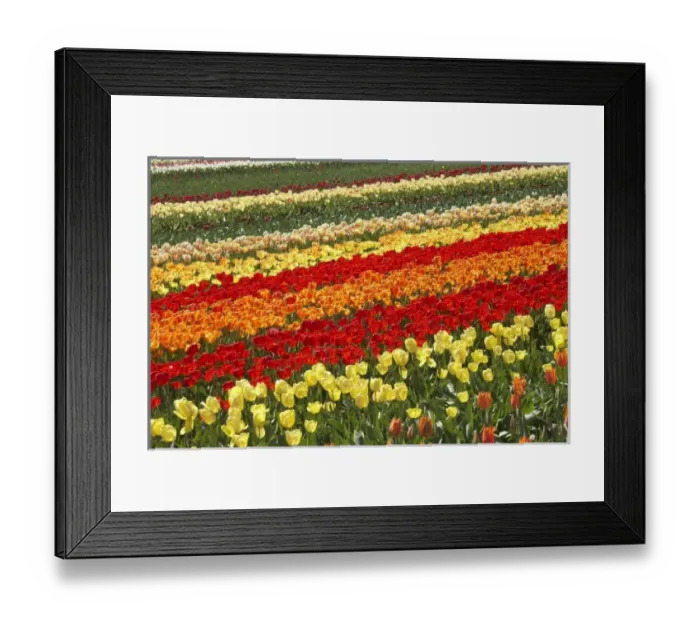 Framed Print : Tulip Fields, near Tapanui, West Otago, South Island, New Zealand