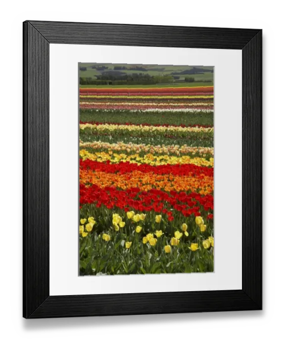 Framed Print : Tulip Fields, near Tapanui, West Otago, South Island, New Zealand Framed Print : Tulip Fields, near Tapanui, West Otago, South Island, New Zealand