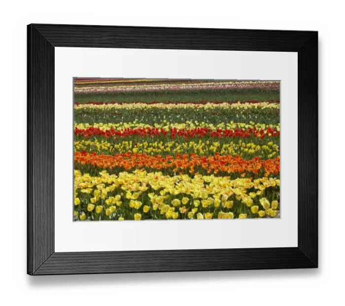 Framed Print : New Zealand Framed Print : New Zealand