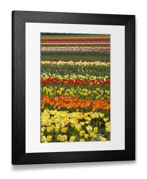 Framed Print : New Zealand Framed Print : New Zealand