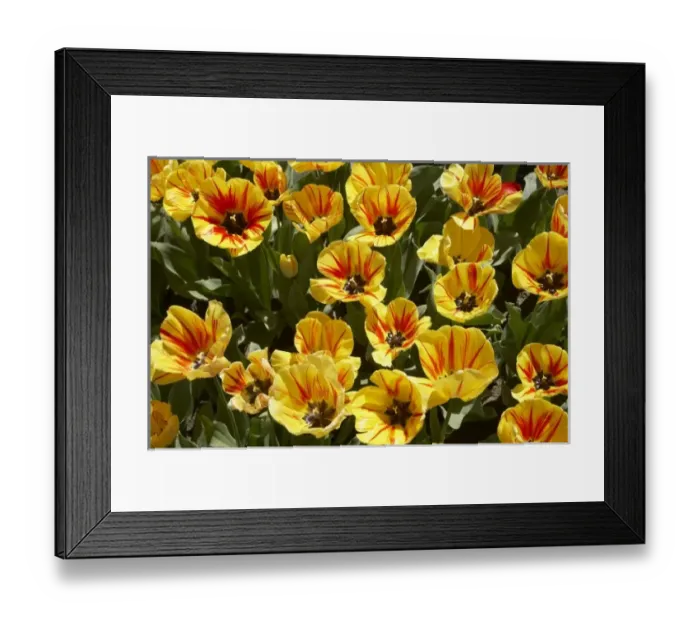 Framed Print : New Zealand Framed Print : New Zealand