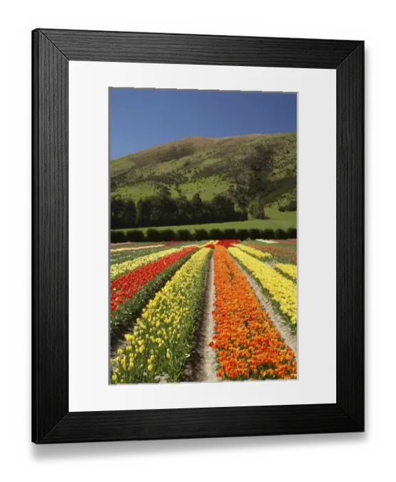 Framed Print : New Zealand