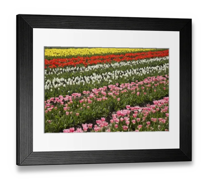 Framed Print : Tulip Fields, near Tapanui, West Otago, South Island, New Zealand