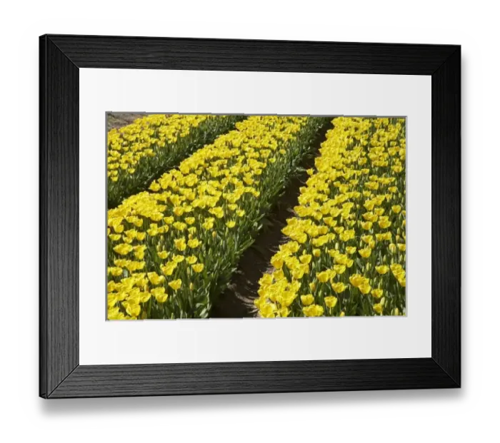 Framed Print : New Zealand Framed Print : New Zealand
