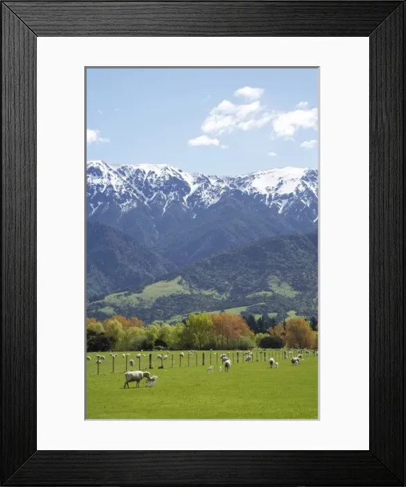 Framed Print : Spring Lambs, Farmland and Seaward Kaikoura Ranges, Marlborough, South Island, New Framed Print : Spring Lambs, Farmland and Seaward Kaikoura Ranges, Marlborough, South Island, New