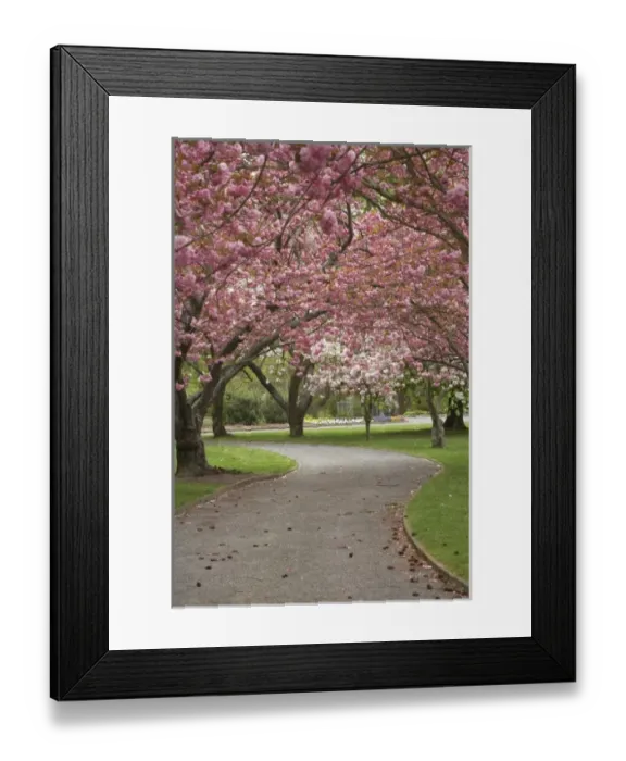 Framed Print : Spring Blossom, Ashburton Domain, Mid-Canterbury, South Island, New Zealand
