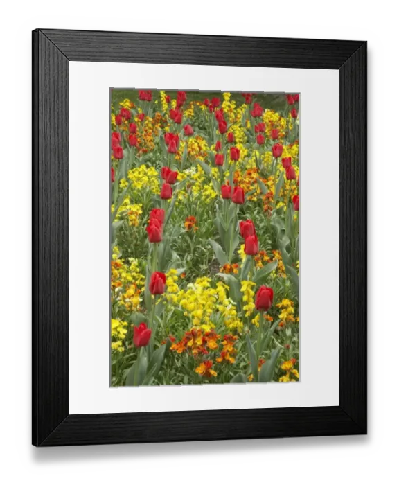 Framed Print : New Zealand
