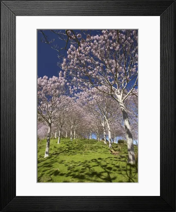 Framed Print : Paulownia Plantation in Spring Flower, near Takaka, Golden Bay, Nelson Region, South Island Framed Print : Paulownia Plantation in Spring Flower, near Takaka, Golden Bay, Nelson Region, South Island