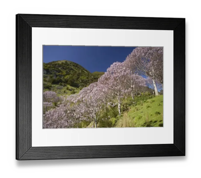 Framed Print : New Zealand Framed Print : New Zealand