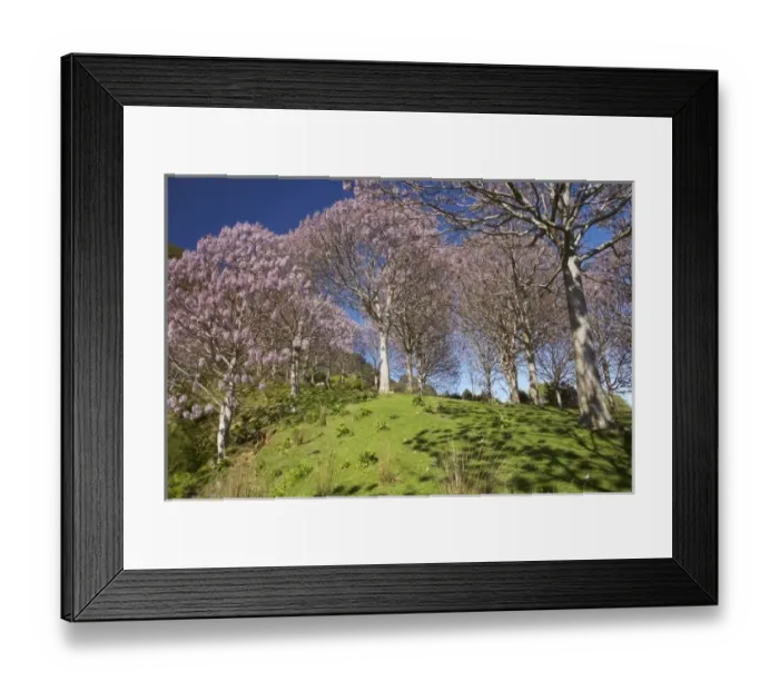 Framed Print : New Zealand