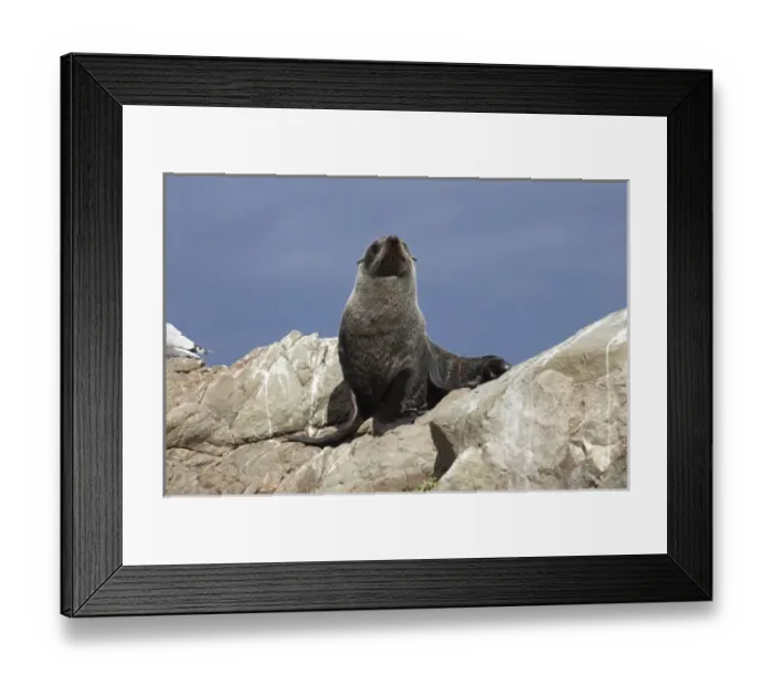 Framed Print : New Zealand Fur Seal, Kaikoura Coast, South Island, New Zealand - Arctocephalus forsteri