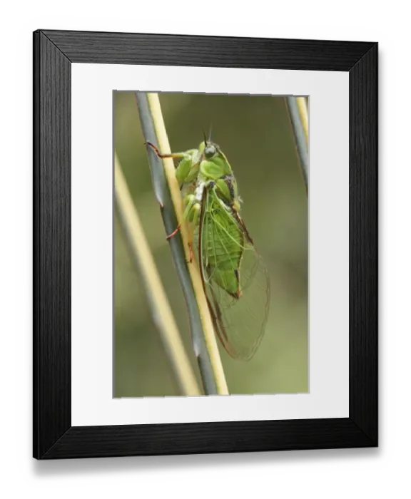 Framed Print : New Zealand Framed Print : New Zealand