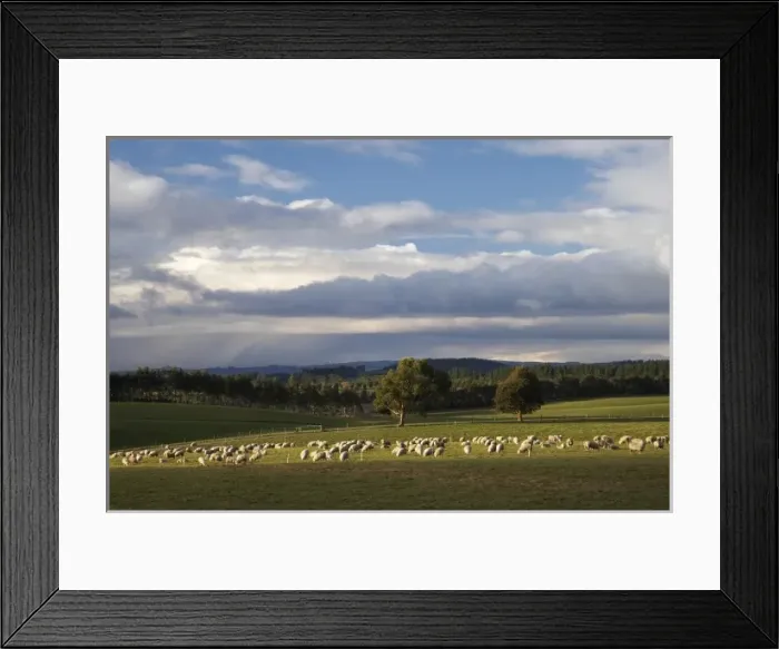 Framed Print : New Zealand, South Island, South Otago, Sheep, Farmland, and Rain Clouds, Waiwera South Framed Print : New Zealand, South Island, South Otago, Sheep, Farmland, and Rain Clouds, Waiwera South