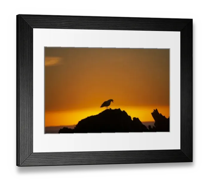 Framed Print : New Zealand, South Island, Kaikoura, Seagull On Rock Silhouetted Against The Sunrise Framed Print : New Zealand, South Island, Kaikoura, Seagull On Rock Silhouetted Against The Sunrise