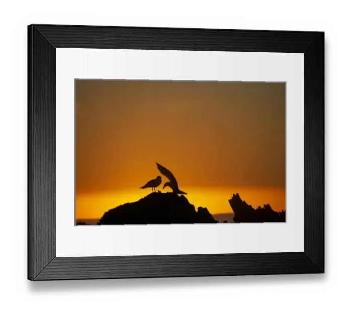 Framed Print : New Zealand, South Island, Kaikoura, Seagulls On Rock Silhouetted Against The Sunrise Framed Print : New Zealand, South Island, Kaikoura, Seagulls On Rock Silhouetted Against The Sunrise