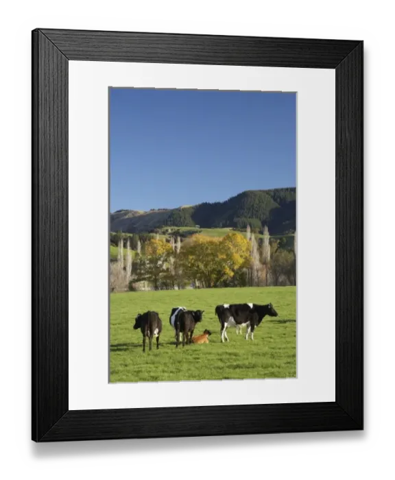 Framed Print : New Zealand Framed Print : New Zealand