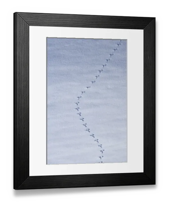 Framed Print : New Zealand, South Island, Canterbury, Mackenzie Country, Animal Tracks in Snow, Two Thumb Range Framed Print : New Zealand, South Island, Canterbury, Mackenzie Country, Animal Tracks in Snow, Two Thumb Range