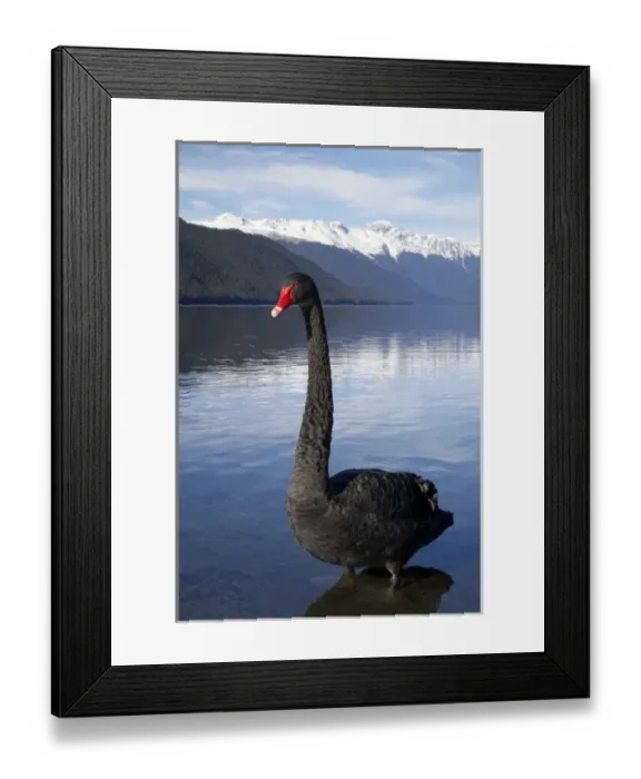 Framed Print : New Zealand, South Island, Tasman District, Nelson Lakes National Park, Black Swan