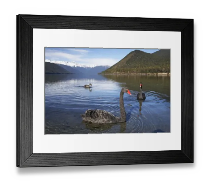 Framed Print : New Zealand, South Island, Tasman District, Nelson Lakes National Park, Black Swans